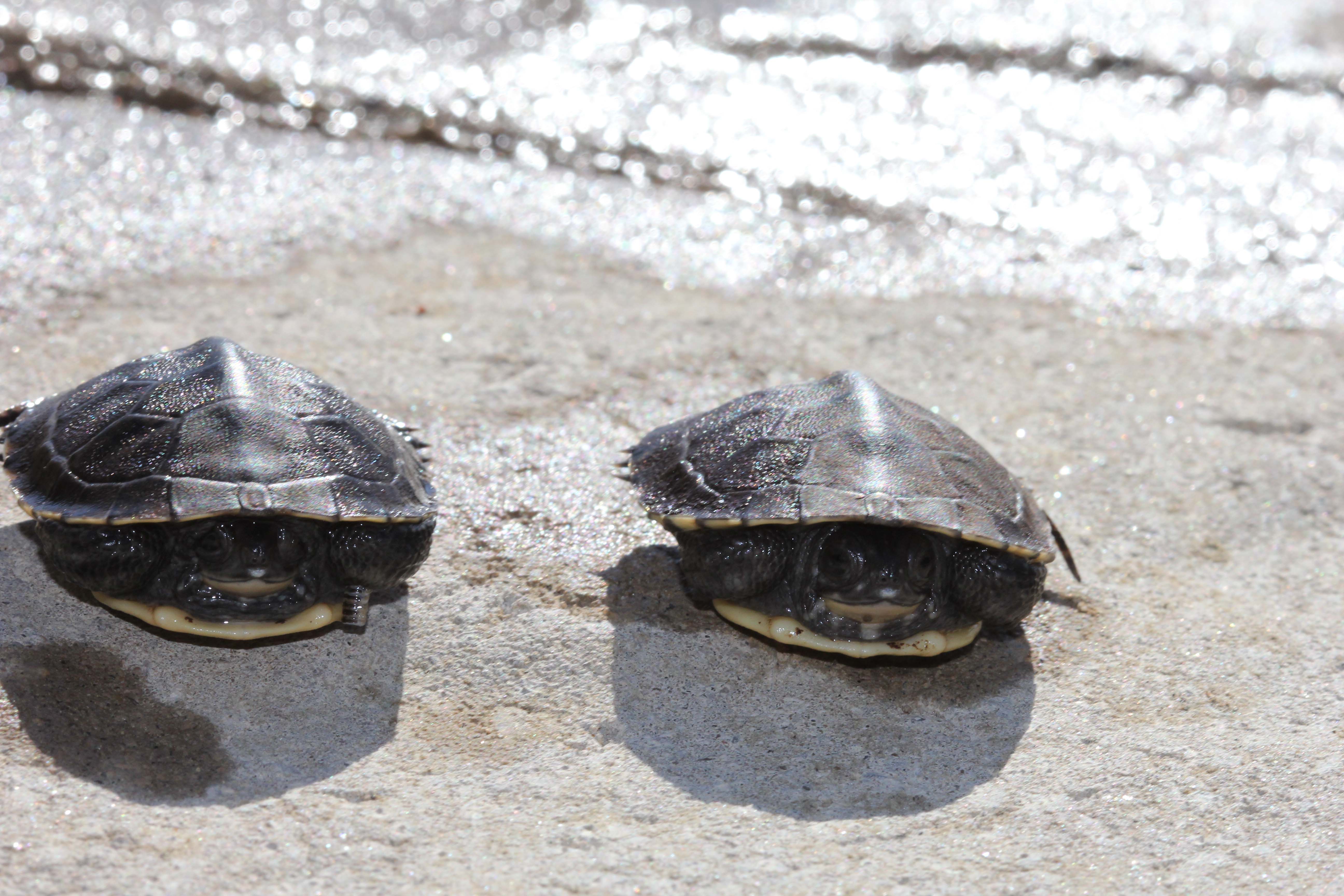 blanding turtle